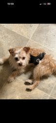 Lost Male Dog last seen Center and 30th st, Milwaukee, WI 53206