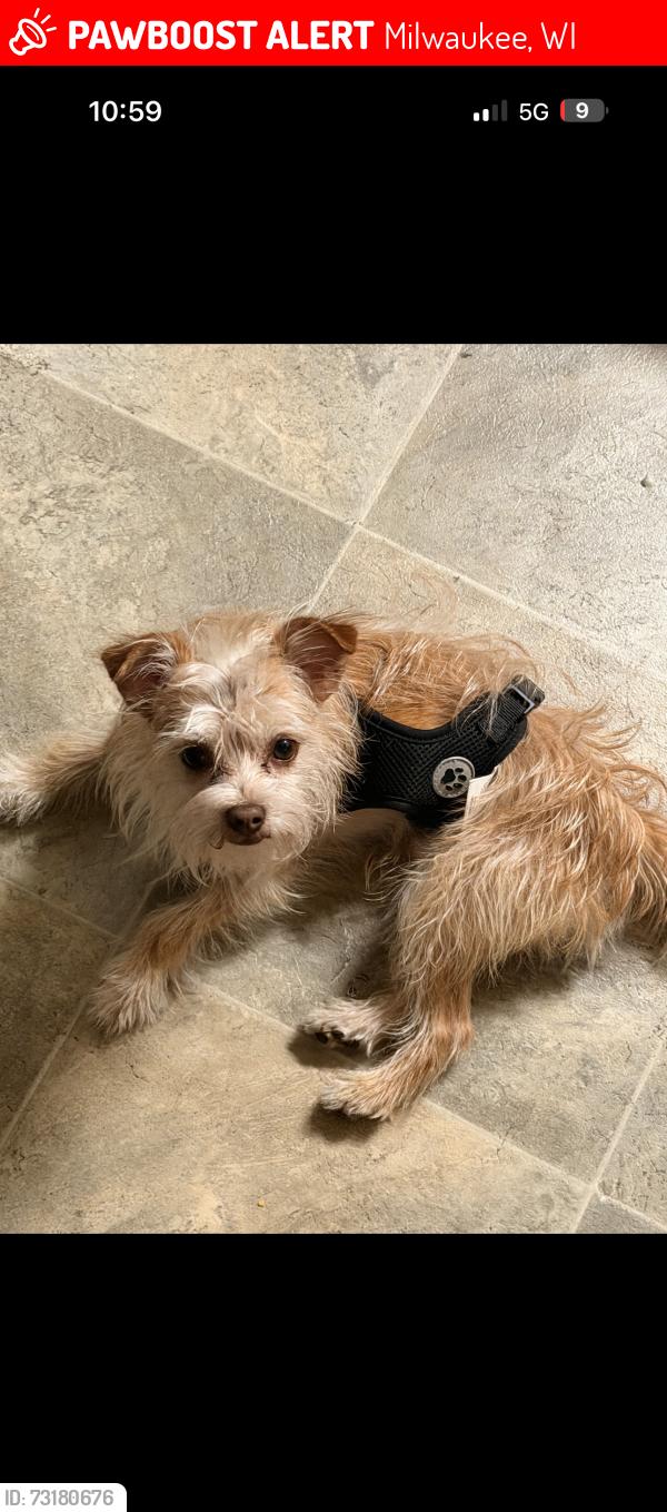 Lost Male Dog last seen Center and 30th st, Milwaukee, WI 53206