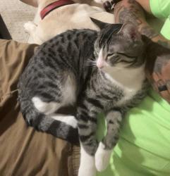Reunited Male Cat last seen Near Marvin avenue, St. Louis, MO 63114
