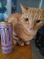 Reunited Male Cat last seen Wilson St, Hillcrest, Winter, Johnson City, TN 37604