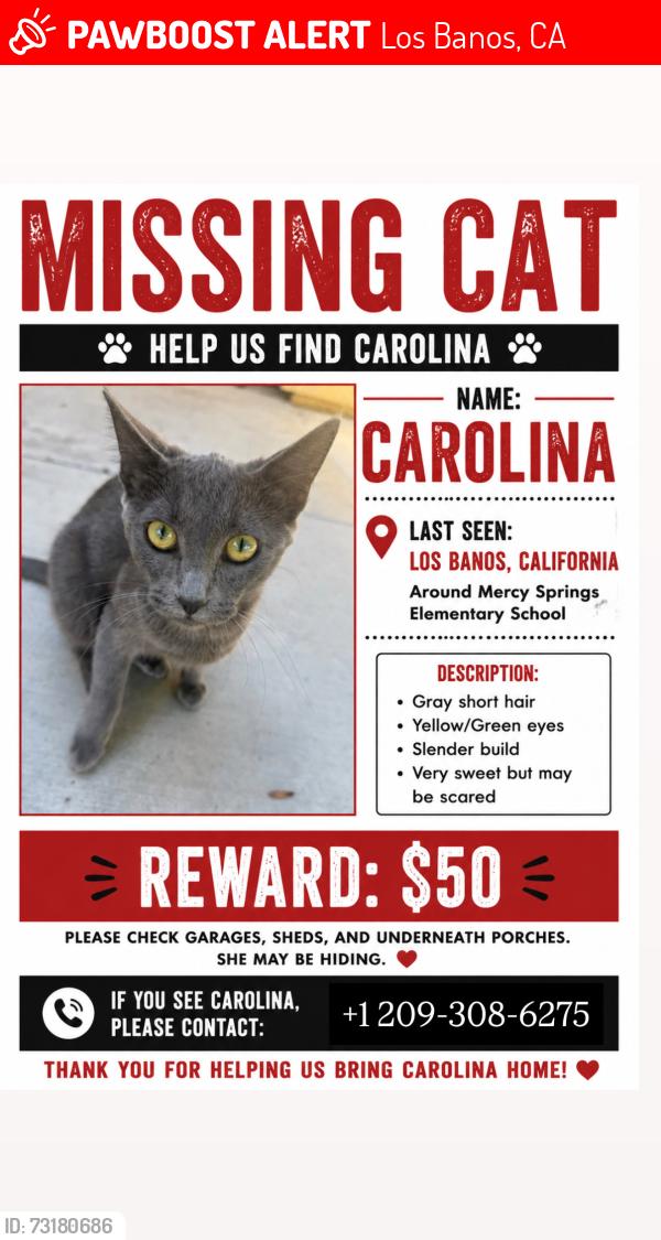 Lost Female Cat last seen Mercy springs elementary school, Los Banos, CA 93635