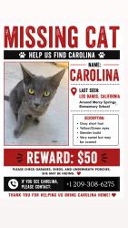 Lost Female Cat last seen Mercy springs elementary school, Los Banos, CA 93635