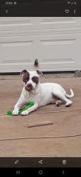 Reunited Male Dog last seen Beach and Meacham, Fort Worth, TX 76106