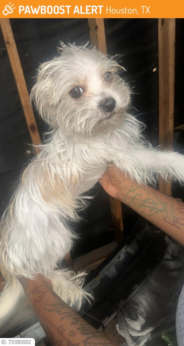 Found/Stray Male Dog last seen Cypress station dr, Houston, TX 77090