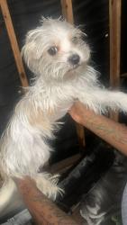 Found/Stray Male Dog last seen Cypress station dr, Houston, TX 77090