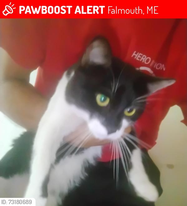 Lost Male Cat last seen Audobon, Falmouth, ME 04105