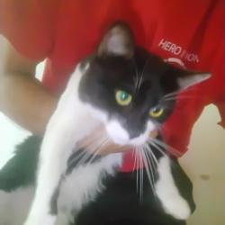 Lost Male Cat last seen Audobon, Falmouth, ME 04105