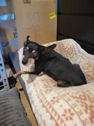 Reunited Female Dog last seen Hill and San gabriel, Rosemead, CA 91770