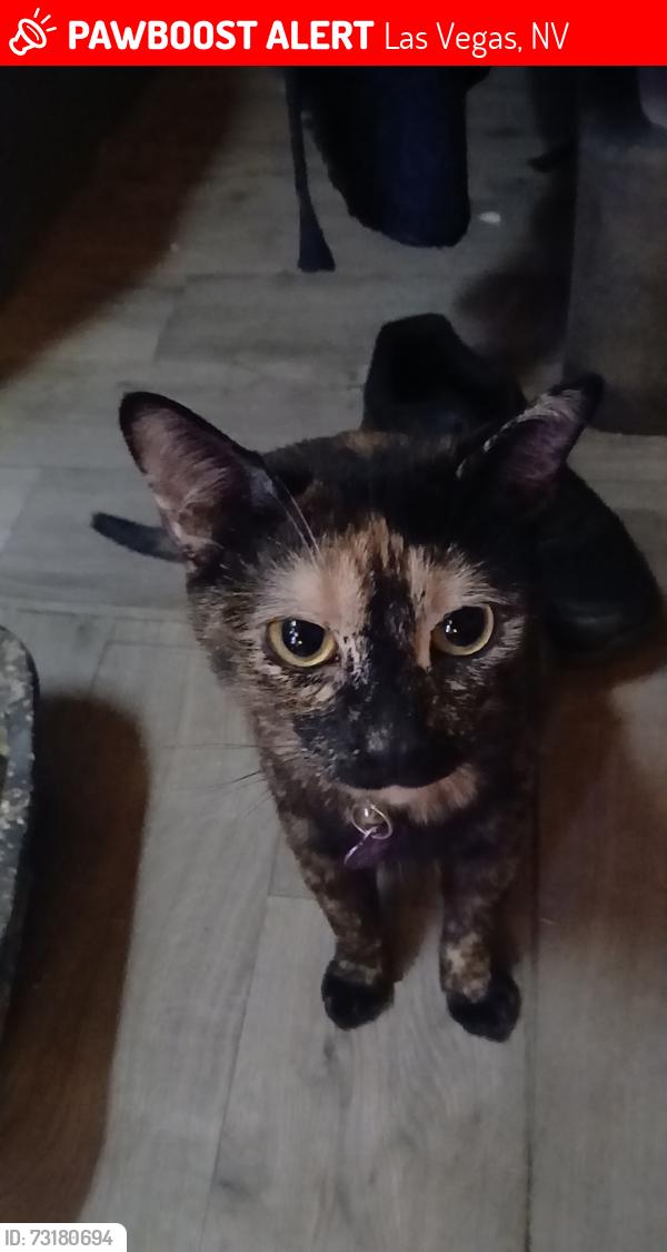 Lost Female Cat last seen Flamingo and Palos verde, Las Vegas, NV 89119