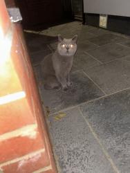 Found/Stray Female Cat last seen Crofton Road, Greater London, England 