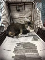 Shelter Stray Male Cat last seen , West Valley Animal Shelter, 20655 Plummer St, Chatsworth, CA 91311, USA