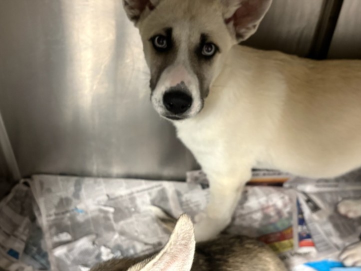 Shelter Stray Male Dog last seen , West Valley Animal Shelter, 20655 Plummer St, Chatsworth, CA 91311, USA