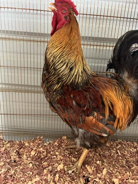Shelter Stray Male Livestock last seen Near BLOCK HELEN ST, FAYETTEVILLE NC 28303, 4704 Corporation Dr, Fayetteville, NC 28306, USA