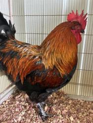 Shelter Stray Male Livestock last seen Near BLOCK HELEN ST, FAYETTEVILLE NC 28303, 4704 Corporation Dr, Fayetteville, NC 28306, USA