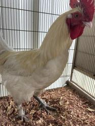 Shelter Stray Male Livestock last seen Near BLOCK HELEN ST, FAYETTEVILLE NC 28303, 4704 Corporation Dr, Fayetteville, NC 28306, USA
