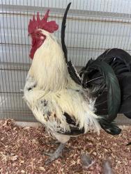 Shelter Stray Male Livestock last seen Near BLOCK HELEN ST, FAYETTEVILLE NC 28303, 4704 Corporation Dr, Fayetteville, NC 28306, USA