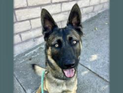 Shelter Stray Male Dog last seen , 957 N Gaffey St, San Pedro, CA 90731, USA