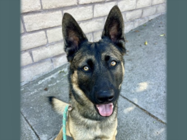 Shelter Stray Male Dog last seen , 957 N Gaffey St, San Pedro, CA 90731, USA