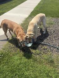 Reunited Male Dog last seen Pistioa dr, Meridian, ID 83642