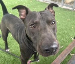Shelter Stray Male Dog last seen , 1850 W 60th St, Los Angeles, CA 90047, USA