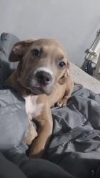 Reunited Female Dog last seen Last seen on Hubbard and parkway, Battle Creek, MI 49037