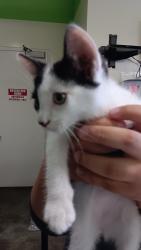 Shelter Stray Male Cat last seen , 1850 W 60th St, Los Angeles, CA 90047, USA