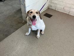 Shelter Stray Female Dog last seen TARGET ORANGE SHOW, 333 Chandler Pl, San Bernardino, CA 92408, USA