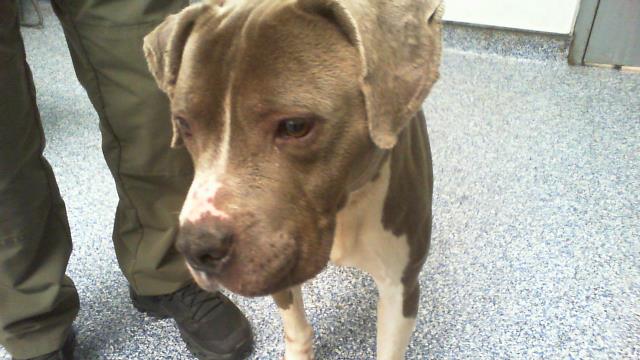 Shelter Stray Male Dog last seen CHARLOTTE, 8315 Byrum Dr, Charlotte, NC 28217, USA