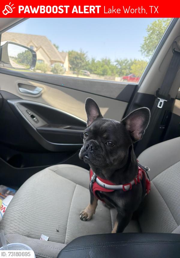 Lost Female Dog last seen Cavnders by cvs and tractor supply, Lake Worth, TX 76135