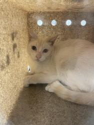 Shelter Stray Unknown Cat last seen Near BLOCK KEITH AVE, HEMET CA 92545, 581 S Grand Ave, San Jacinto, CA 92582, USA