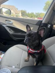Lost Female Dog last seen Cavnders by cvs and tractor supply, Lake Worth, TX 76135