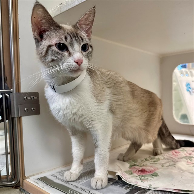 Shelter Stray Female Cat last seen Near BLOCK ATLANTA ST, RIVERSIDE CA 92507, 6851 Van Buren Boulevard, Jurupa Valley, CA 92509, USA