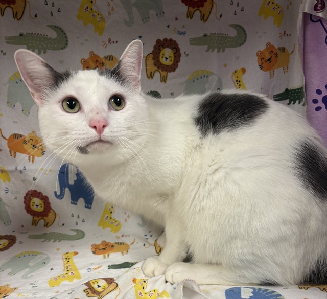 Shelter Stray Male Cat last seen CRANE'S ROOST/AS, 232 Eslinger Way, Sanford, FL 32773, USA