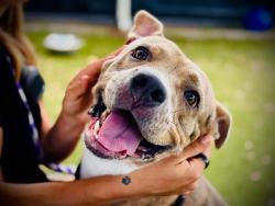 Shelter Stray Female Dog last seen , 2769 Conroy Rd, Orlando, FL 32839, USA