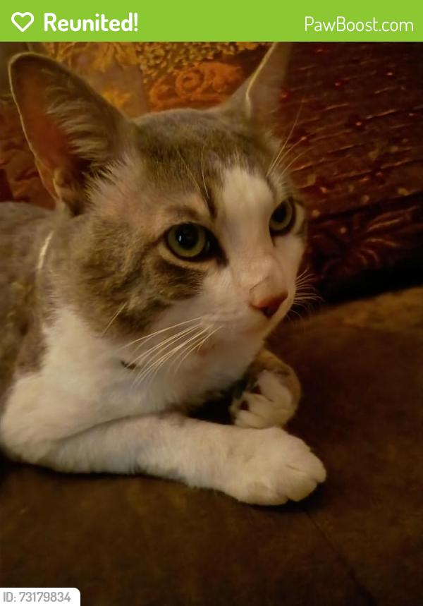 Reunited Male Cat last seen pinewood drive by circle K, Summerville, SC 29483