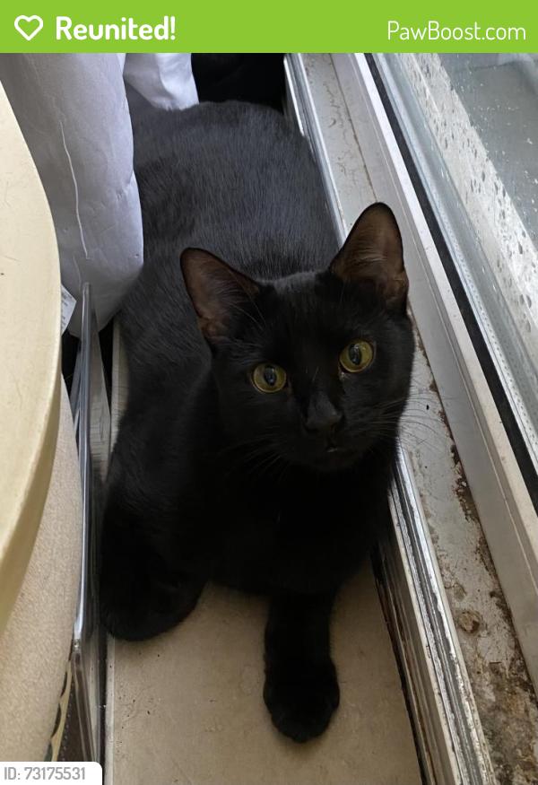 Reunited Female Cat last seen Opposite Hargrave Park School, Archway, England N19 5DP