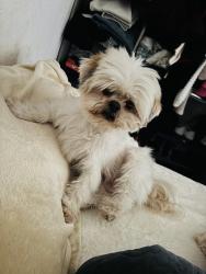 Lost Male Dog last seen Near Stonebridge Blvd., Edmond, OK 73013