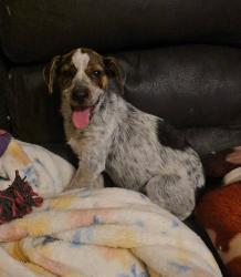 Lost Female Dog last seen Ware shoals river, Ware Shoals, SC 29692