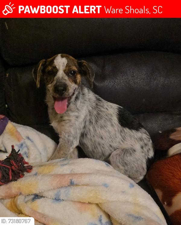 Lost Female Dog last seen Ware shoals river, Ware Shoals, SC 29692