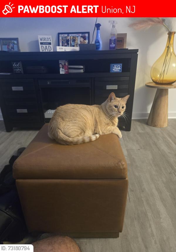 Lost Female Cat last seen Escaped off of 1st floor balcony, near the entrance, Union, NJ 07083