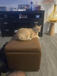 Lost Female Cat last seen Escaped off of 1st floor balcony, near the entrance, Union, NJ 07083