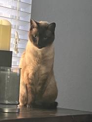 Lost Male Cat last seen Near Bear River court, Reno, NV 89508