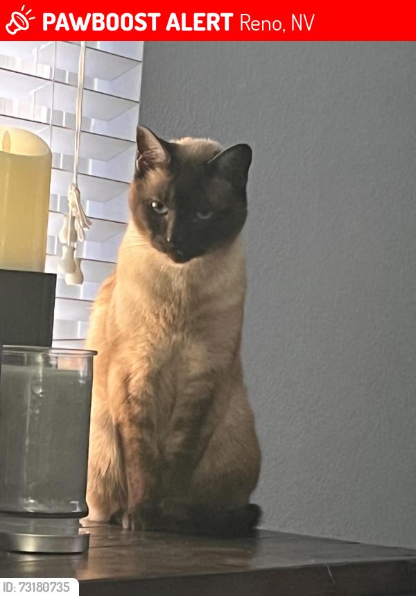 Lost Male Cat last seen Near Bear River court, Reno, NV 89508