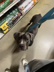 Found/Stray Male Dog last seen Near Railroad next to market station apt, Greensboro, NC 27409