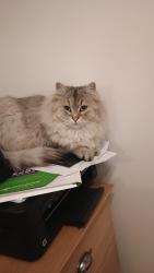Reunited Female Cat last seen Tadpole Lane / Twineham/Helena Road, Blunsdon Saint Andrew, England 