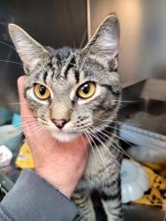 Found/Stray Male Cat last seen 150th St NW and Wright Bliss Road, Pierce County, WA 98329