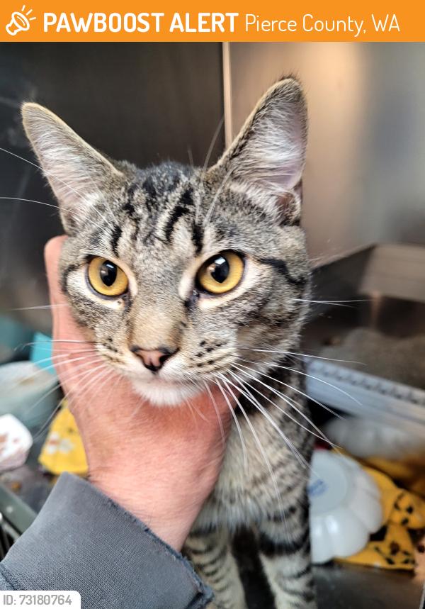 Found/Stray Male Cat last seen 150th St NW and Wright Bliss Road, Pierce County, WA 98329