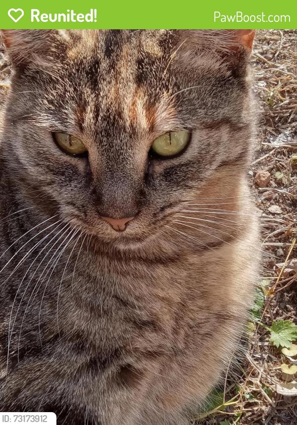 Reunited Female Cat last seen Between 9th and 11thst 37311, Cleveland, TN 37311