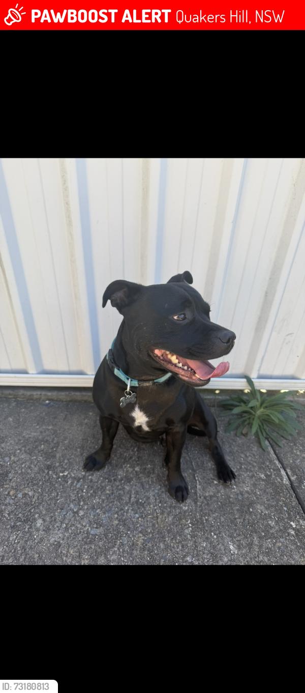 Lost Male Dog last seen Quakers hill, Quakers Hill, NSW 2763