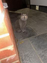 Found/Stray Female Cat last seen Near wanlip road, Greater London, England E13 8QP